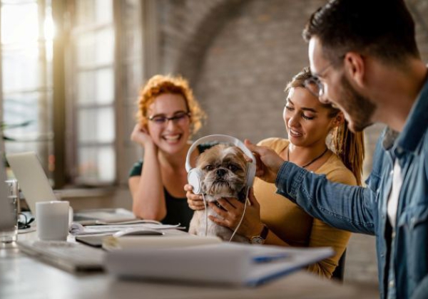 Conheça a STERF Microchips